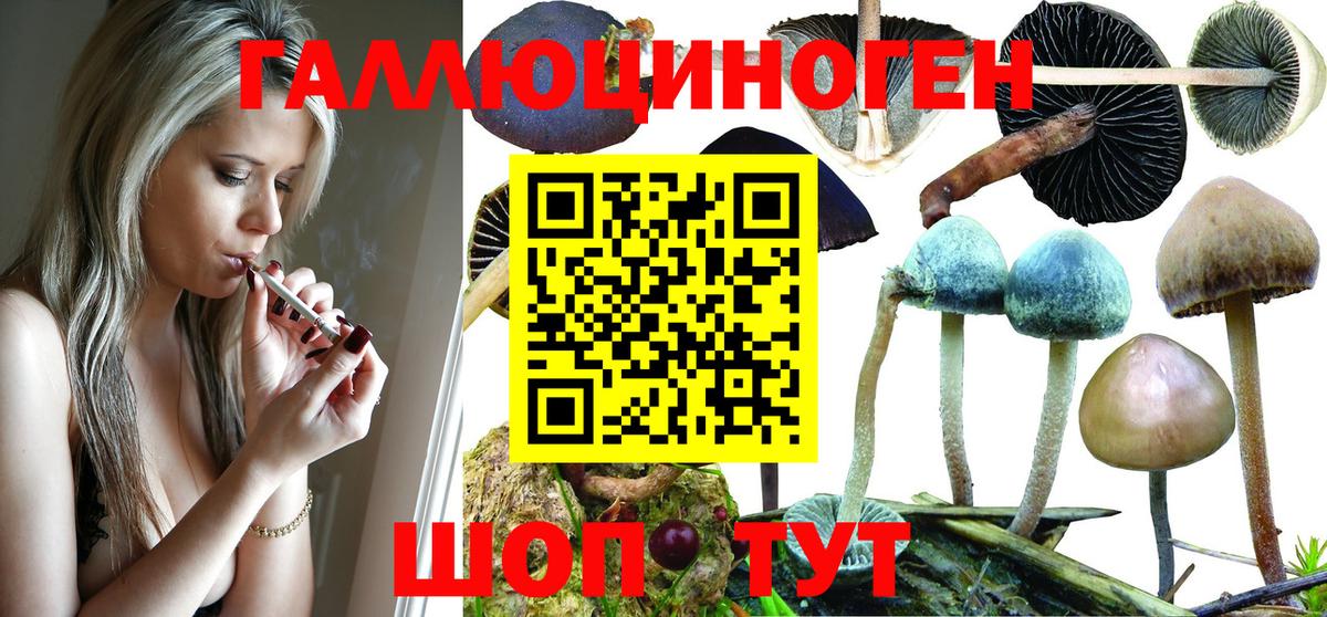 Псилоцибиновые грибы GOLDEN TEACHER Реутов